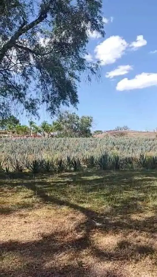 Estudio en venta en Zapopan — foto 2